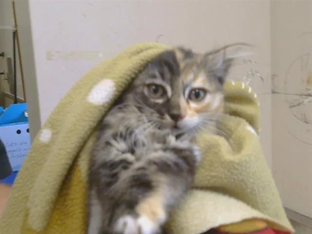 A baby small-sized female Domestic Short Hair cat named Moana for adoption in Sacramento, CA
