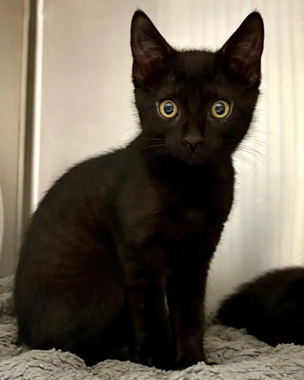 A baby small-sized male Domestic Short Hair cat named Jasper for adoption in Novato, CA