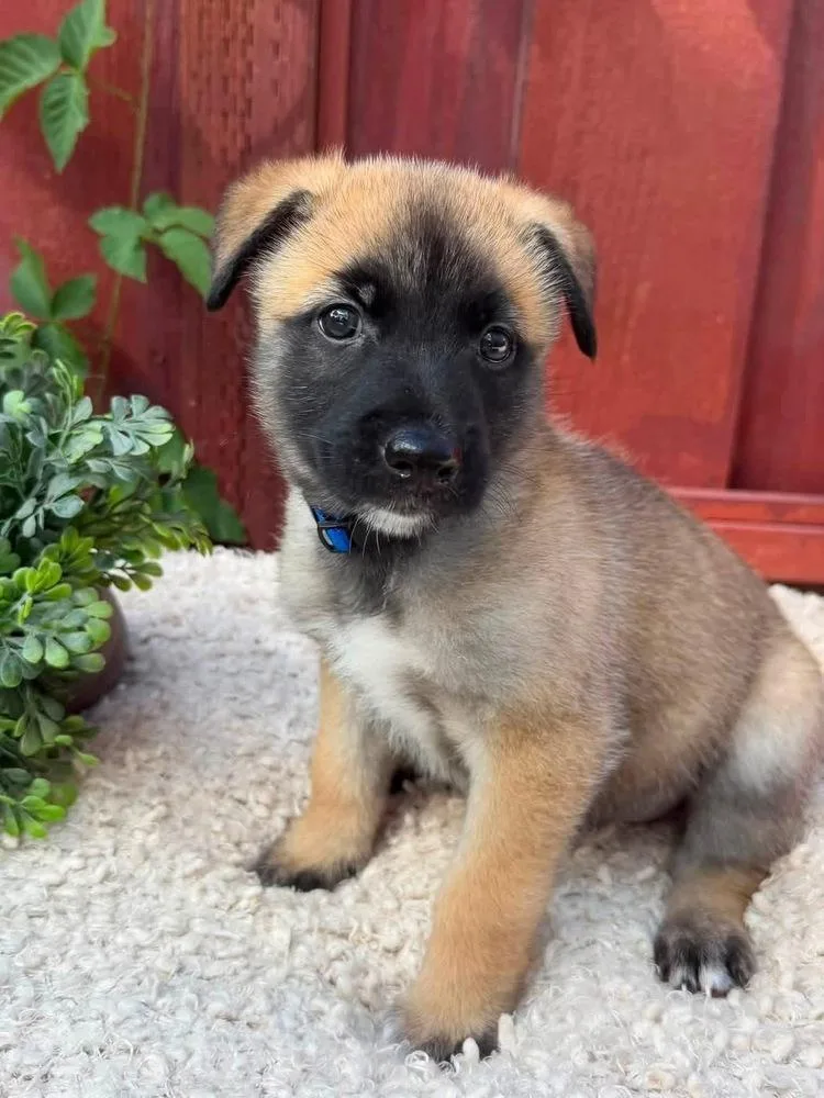 A baby large-sized male Tricolor (Brown, Black, & White) Belgian Shepherd / Malinois dog named Chip for adoption in Pleasant Hill, CA