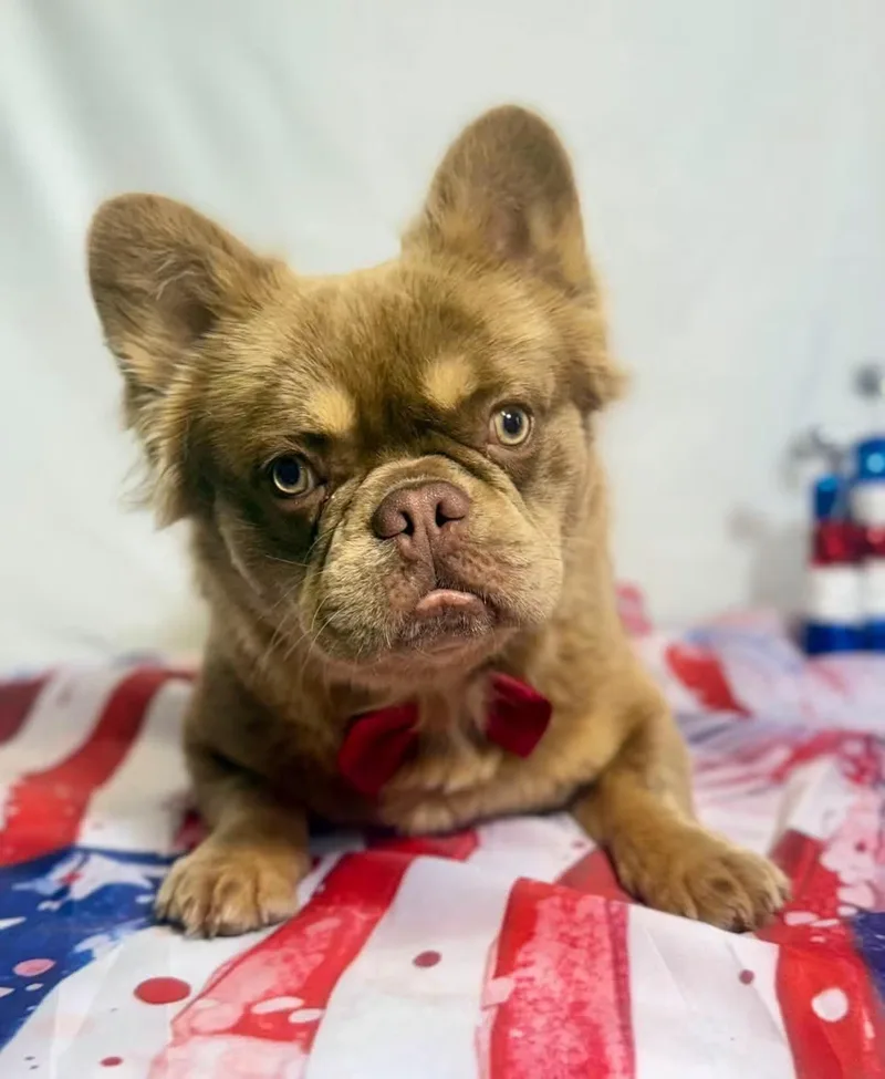 A young medium-sized male French Bulldog dog named Roast Beef for adoption in New Stanton, PA