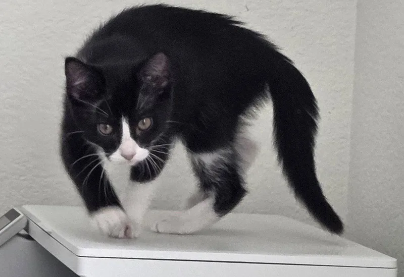 A young small-sized female Domestic Short Hair cat named Wander for adoption in Aurora, CO