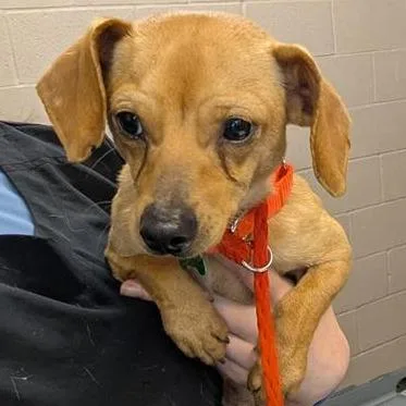A young small-sized male Yellow / Tan / Blond / Fawn Chihuahua dog named Buzz for adoption in Tacoma, WA