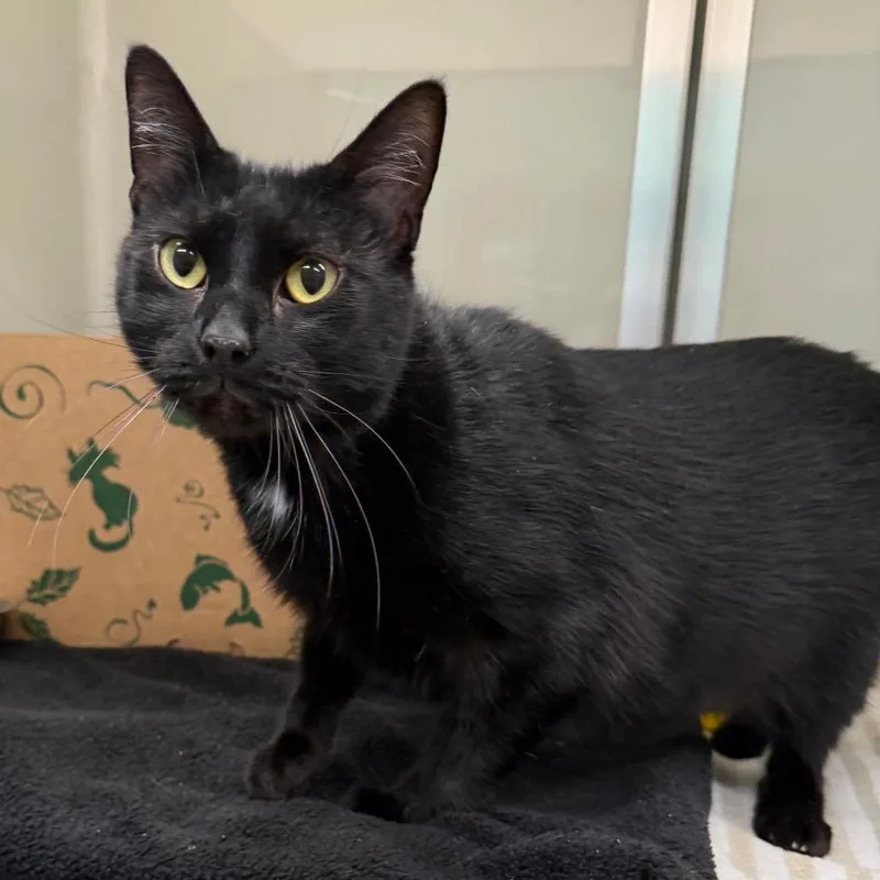An adult large-sized male Black Domestic Short Hair cat named Bragi for adoption in Saint Charles, MO