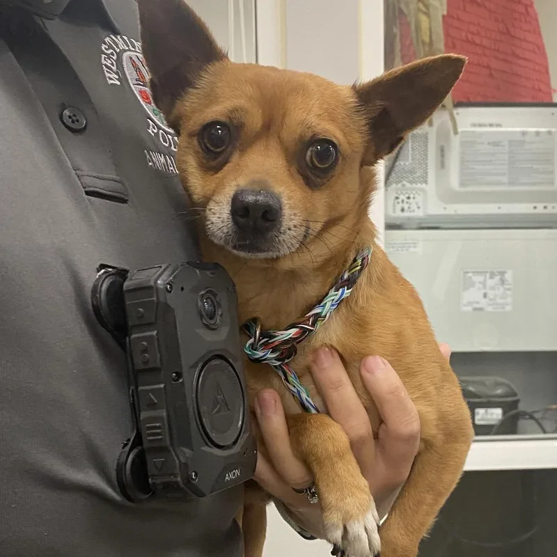 An adult small-sized male Brown / Chocolate Chihuahua dog named Wagsstray for adoption in Westminster, CA