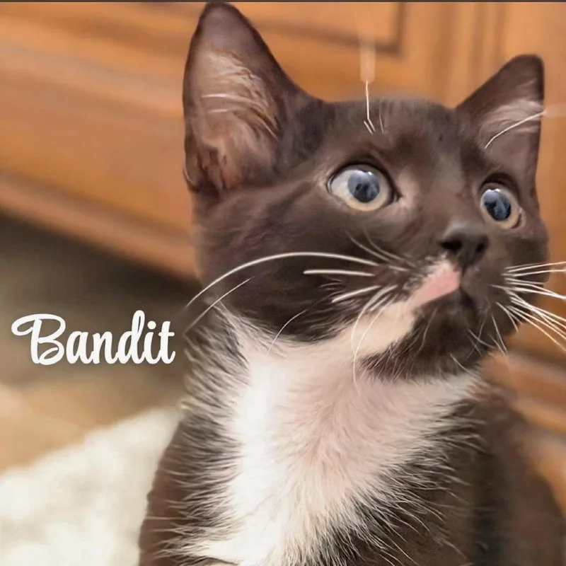 Bandit thumbnail 4