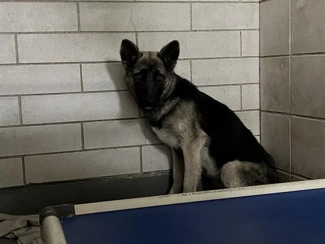 A young small-sized female German Shepherd Dog dog named Mabel for adoption in Stockton, CA