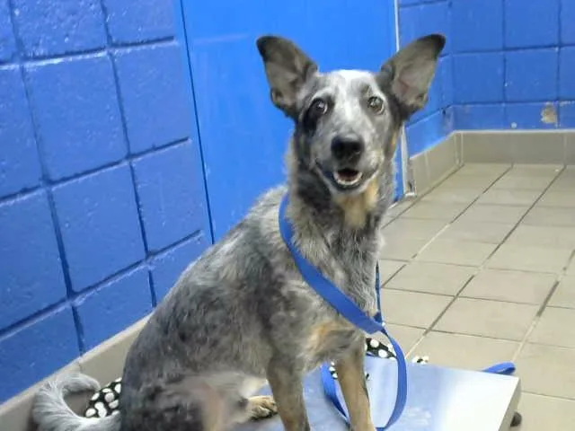 A young medium-sized male Australian Cattle Dog / Blue Heeler dog named Bandit for adoption in Albuquerque, NM