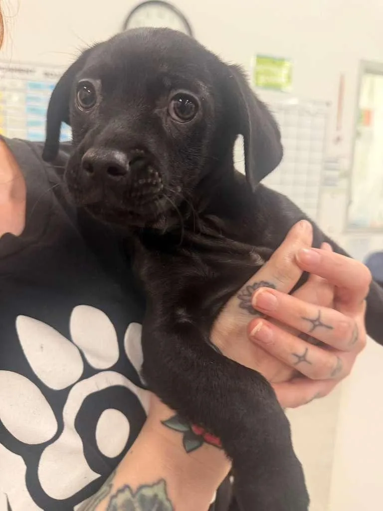 Leap Frog thumbnail 2