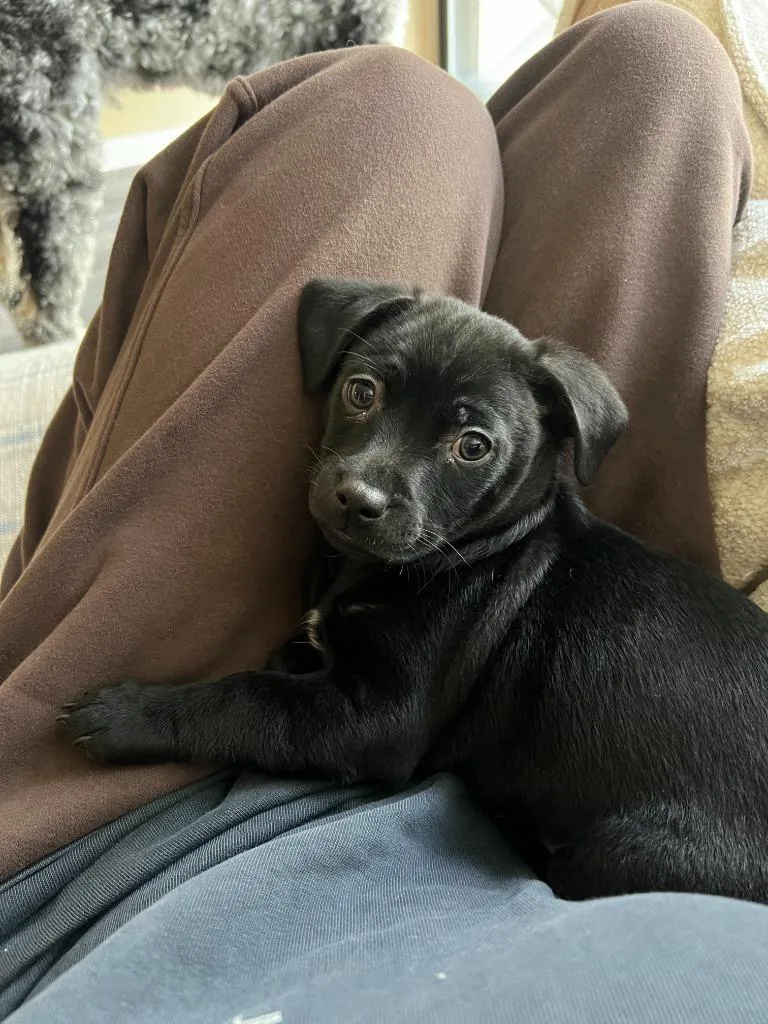 Leap Frog thumbnail 3