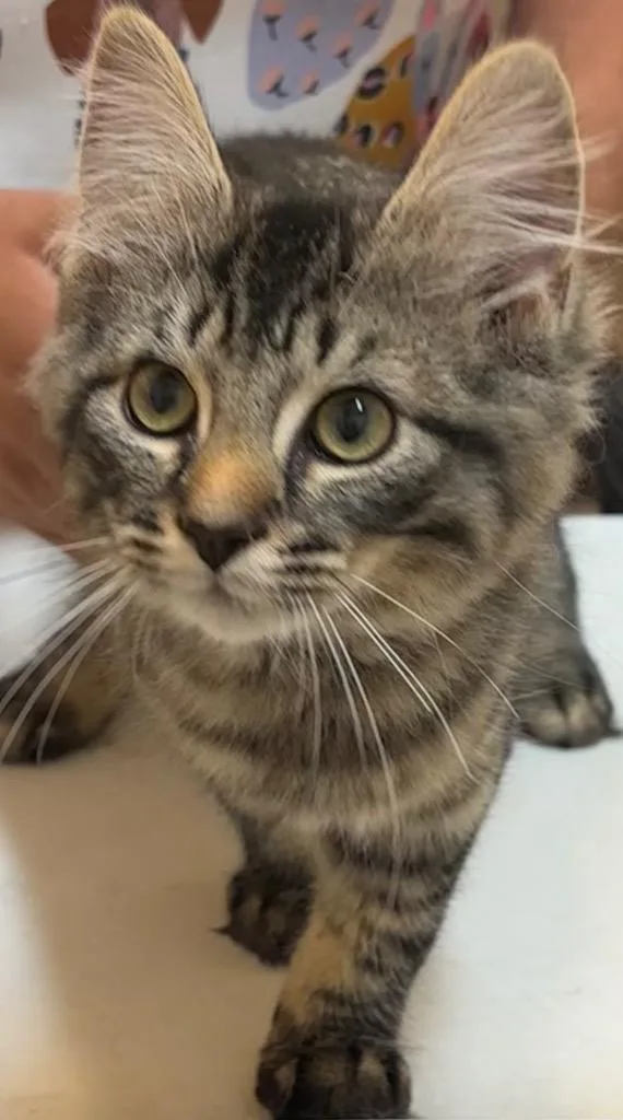 A baby small-sized male Domestic Short Hair cat named Finnley for adoption in Elizabethton, TN