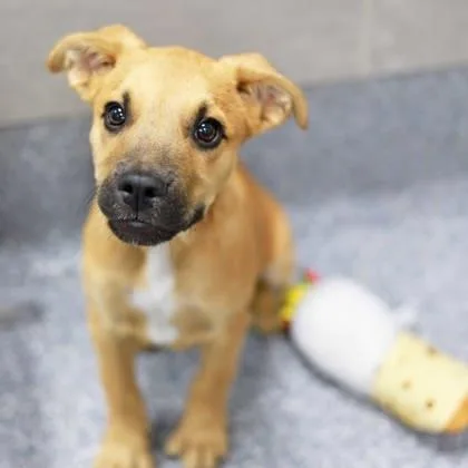 A baby small-sized male Yellow / Tan / Blond / Fawn Mixed Breed dog named Baxley for adoption in Atlanta, GA