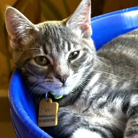A baby medium-sized female Tabby cat named Cloud Social and for adoption in Hoquiam, WA