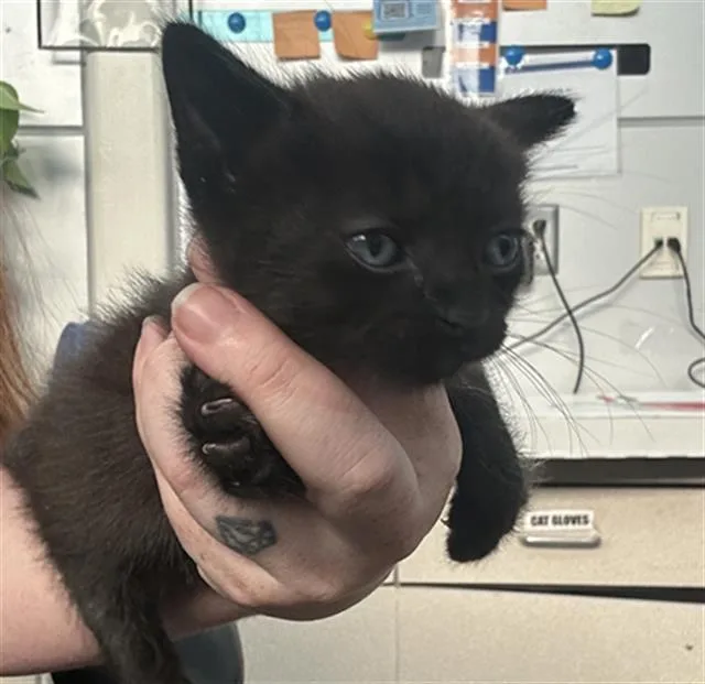 A baby medium-sized male Domestic Short Hair cat named Thin Mint for adoption in Dallas, TX