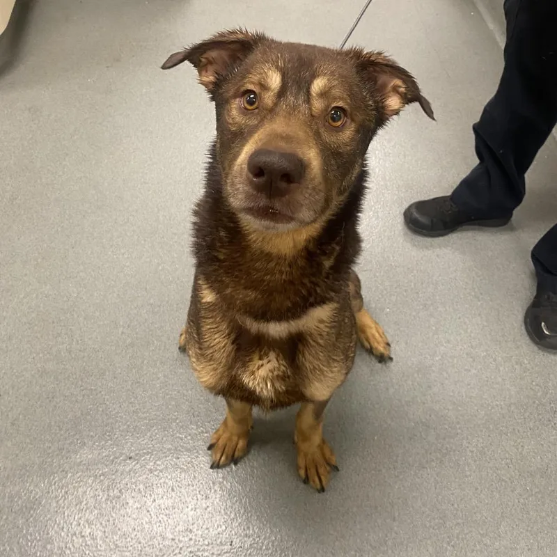 An adult large-sized male Brown / Chocolate Husky dog named WAGSStray for adoption in Westminster, CA