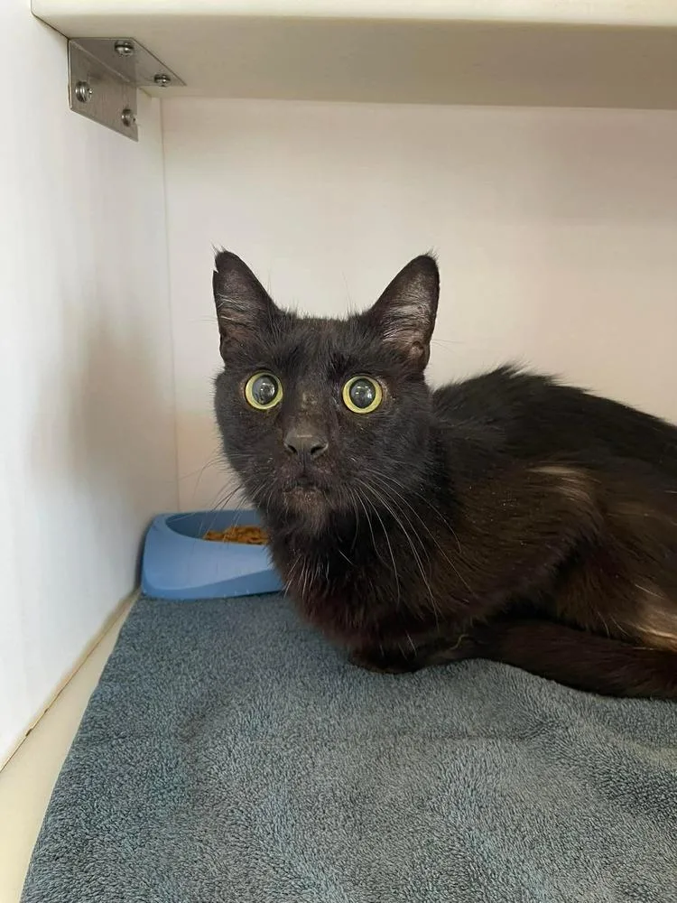 An adult small-sized male Black Domestic Short Hair cat named Jim for adoption in Bolivar, MO