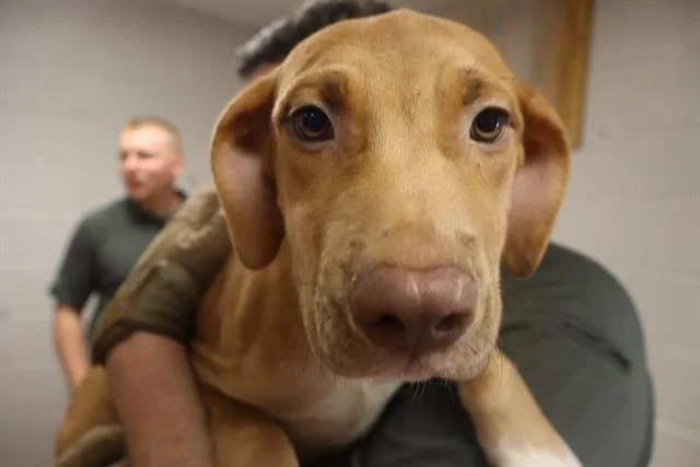 A baby small-sized male Mixed Breed dog named Owen for adoption in Columbia, SC