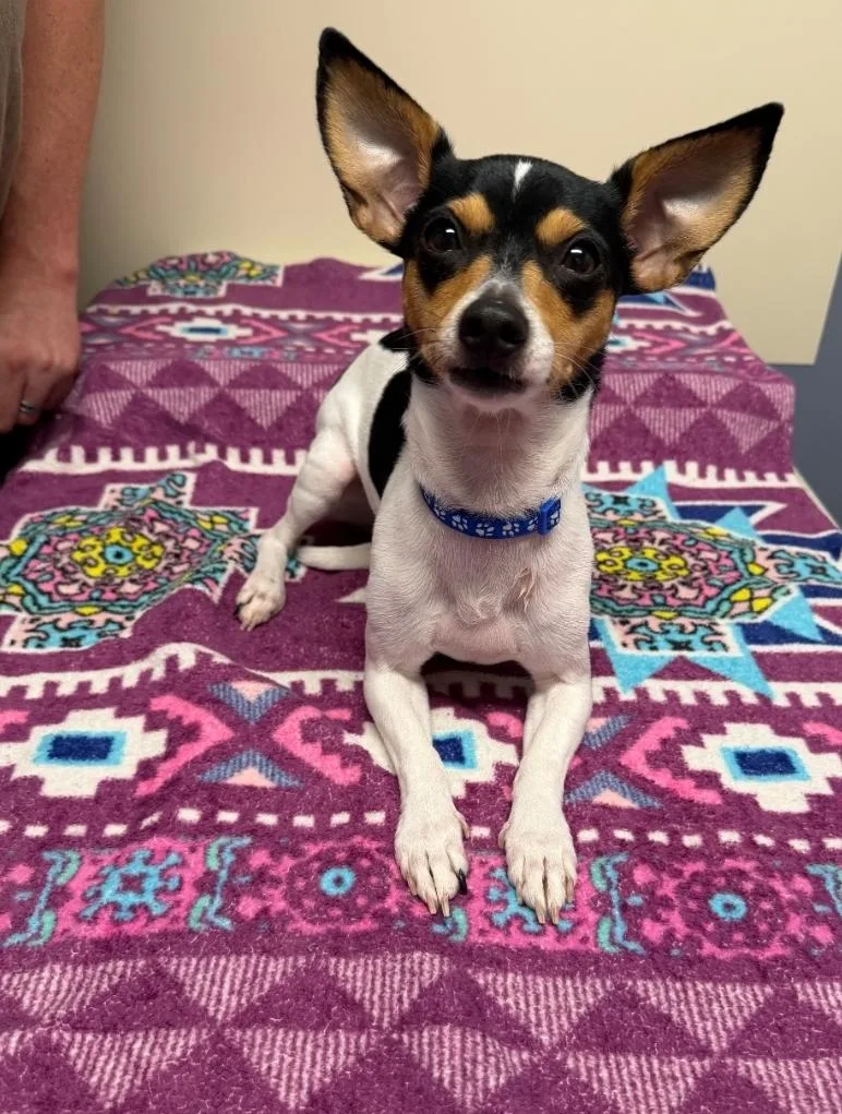 An adult small-sized female Chihuahua dog named Mouse for adoption in Lacona, NY