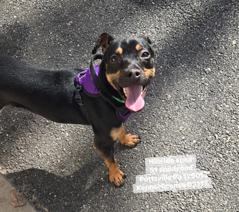 A young medium-sized male Bicolor Terrier dog named Dock for adoption in Pottsville, PA