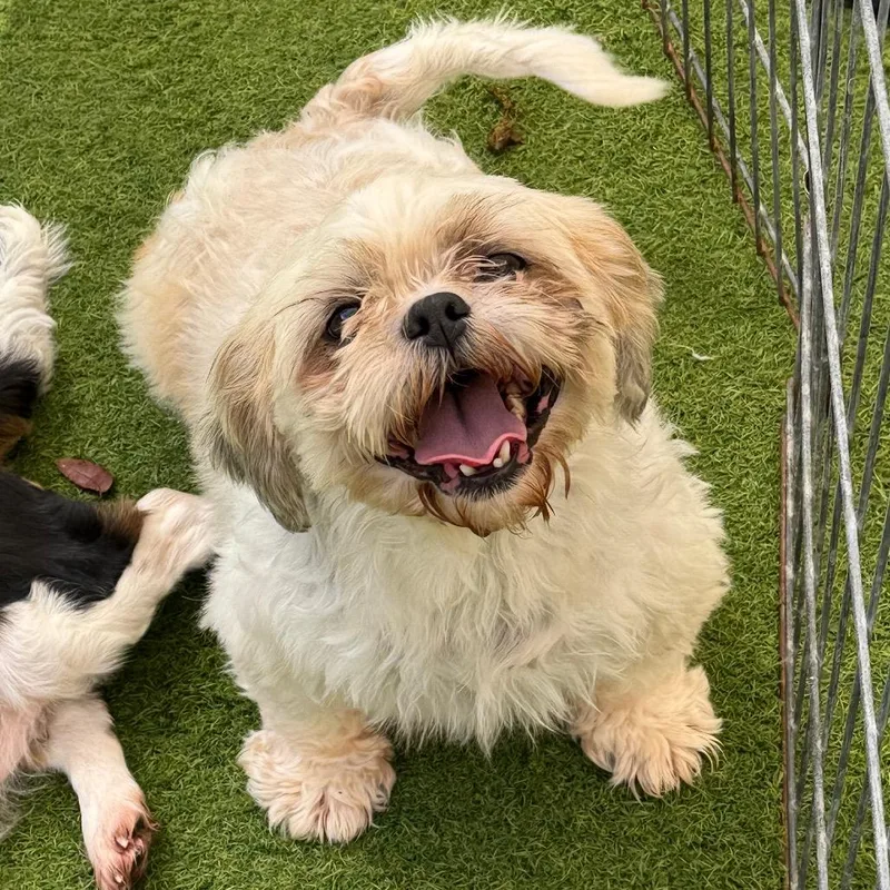 An adult small-sized female Yellow / Tan / Blond / Fawn Shih Tzu dog named Lolla for adoption in LOXAHATCHEE, FL