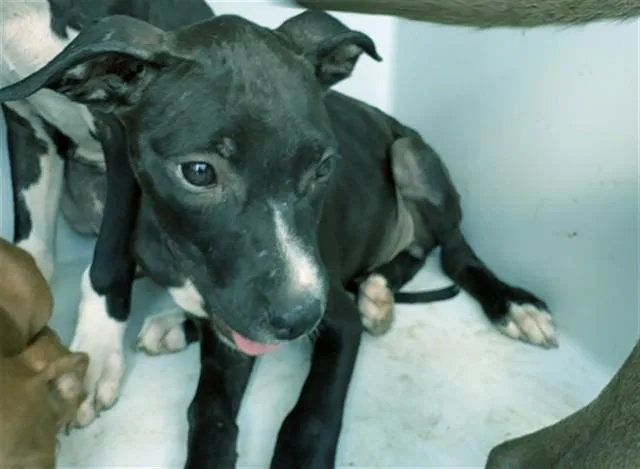 A baby small-sized male Pit Bull Terrier dog named Howie for adoption in Augusta, GA
