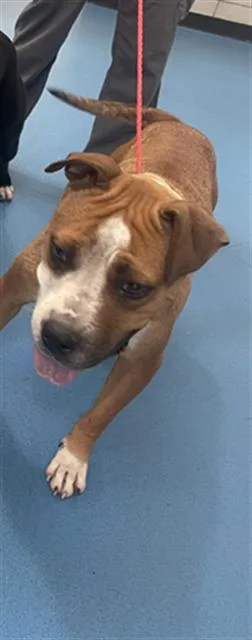 An adult large-sized female Mixed Breed dog named Molly for adoption in Dallas, TX