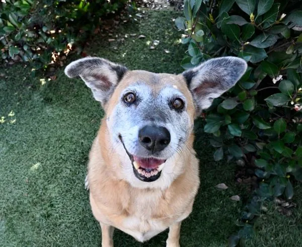 A senior large-sized female Shepherd dog named Sandy for adoption in Oceanside, CA