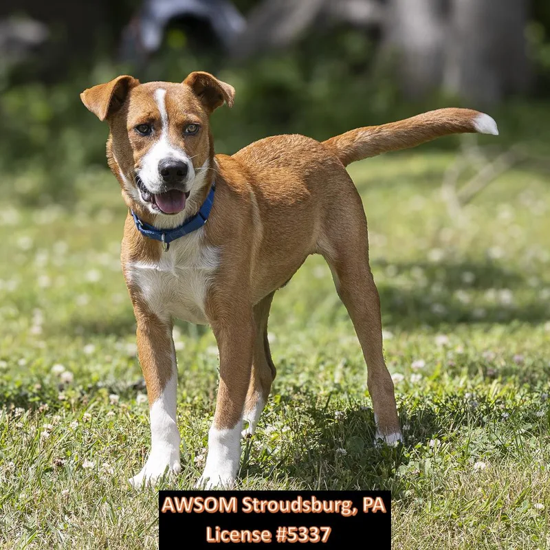 A baby medium-sized male White / Cream Hound dog named Big Bird for adoption in Stroudsburg, PA