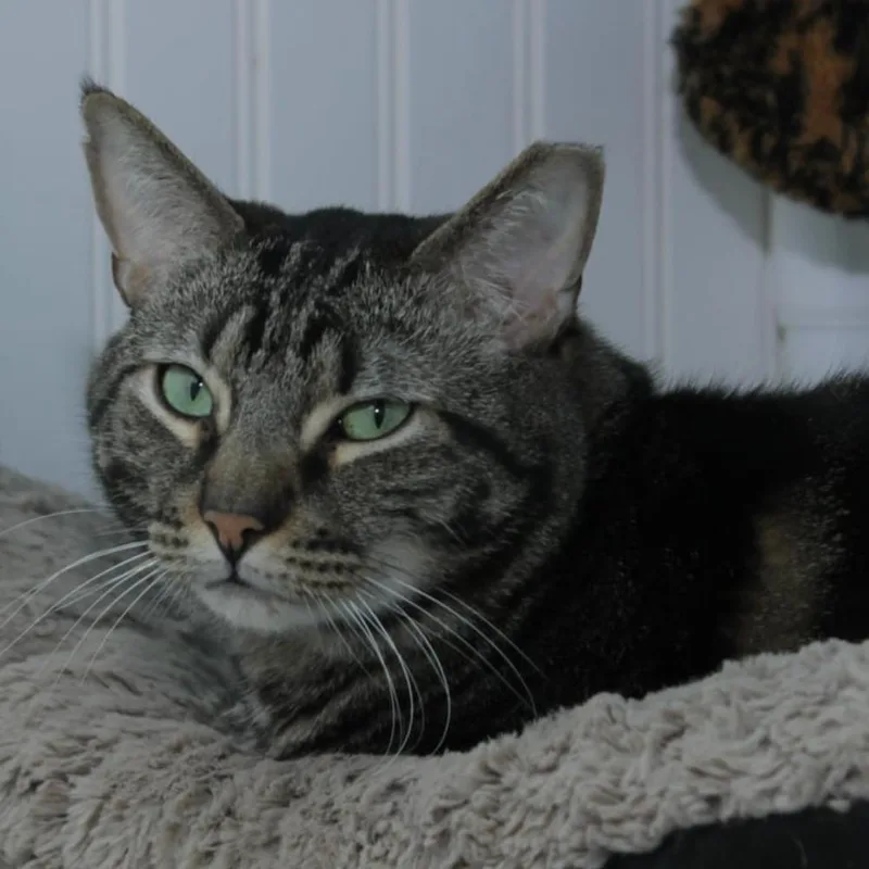 A senior large-sized male Brown / Chocolate Domestic Short Hair cat named Dorian for adoption in North Branford, CT
