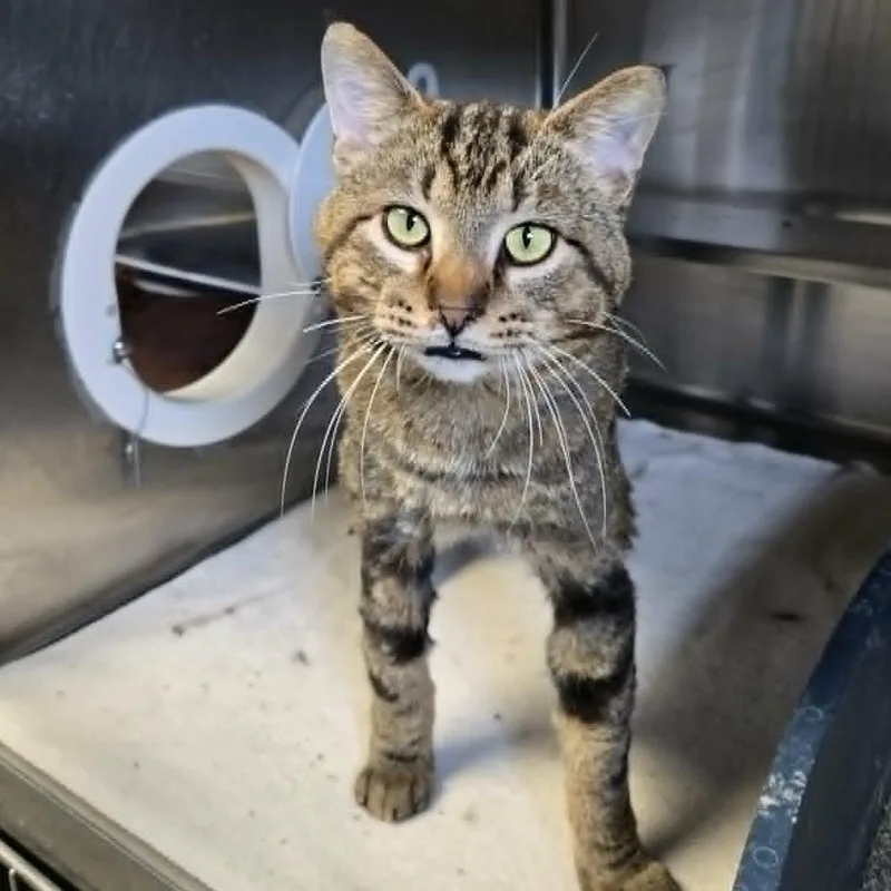 An adult medium-sized male Tabby (Brown / Chocolate) Domestic Short Hair cat named Bigfoot for adoption in Watertown, WI