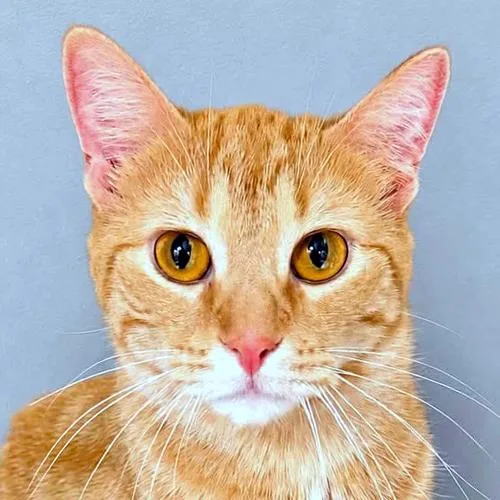 An adult medium-sized male Tabby (Orange / Red) Domestic Short Hair cat named Timmy for adoption in Crystal Lake, IL