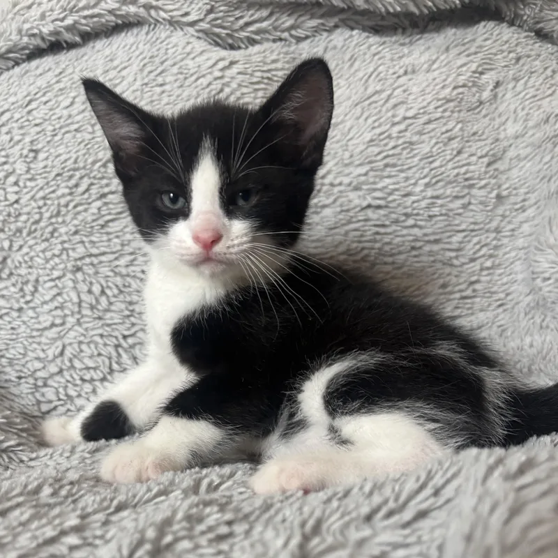 A baby medium-sized male Gray & White Tuxedo cat named Bowie for adoption in Columbus, OH