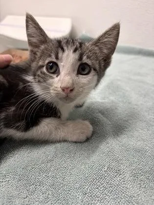 A baby small-sized male Domestic Short Hair cat named Sun Chip for adoption in West Chester, PA