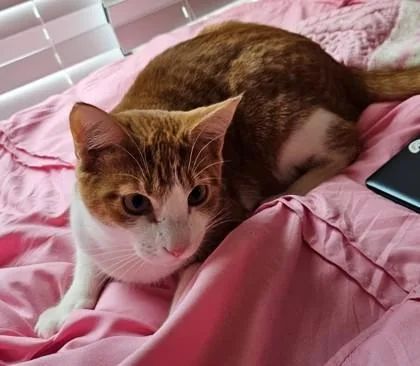 Dalton  `a Priority thumbnail 2