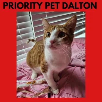 Dalton  `a Priority thumbnail 3