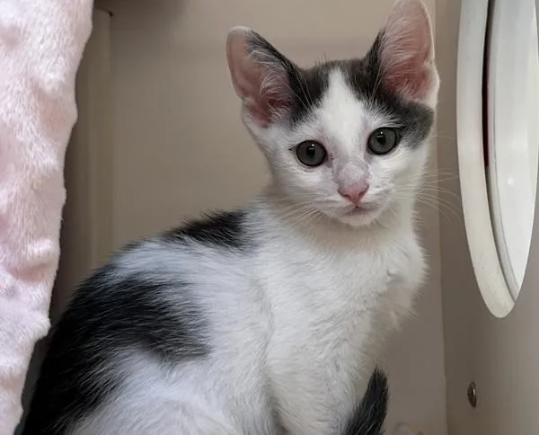 A baby small-sized male Domestic Short Hair cat named Cilantro for adoption in San Diego, CA