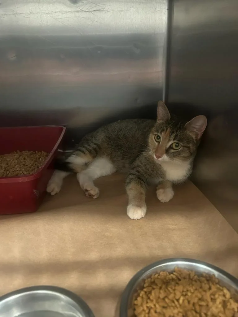 A young large-sized female Domestic Short Hair cat named Lacey for adoption in Cartersville , GA