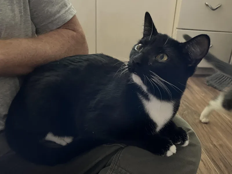 A young medium-sized female Black & White / Tuxedo Tuxedo cat named Marcy for adoption in Prescott, AZ