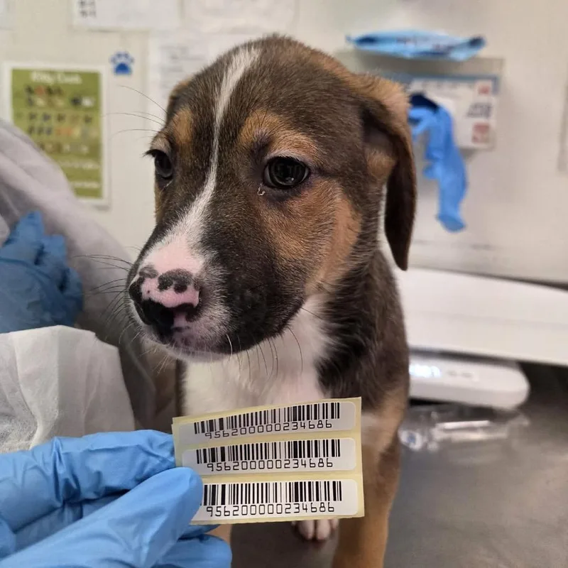A baby small-sized male Brown / Chocolate Mixed Breed dog named Kevin for adoption in Charleston, WV