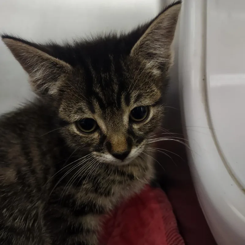 A baby small-sized male Black Domestic Short Hair cat named Charlie for adoption in Upland, CA