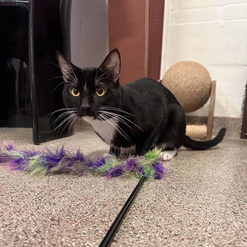 An adult medium-sized male Black Domestic Short Hair cat named Chip for adoption in Sarasota, FL