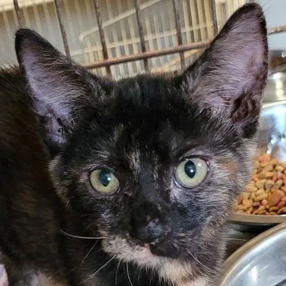 A baby medium-sized female Tortoiseshell Domestic Short Hair cat named Bonnie for adoption in Robinson, IL
