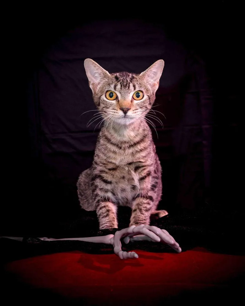 A young medium-sized female Tabby (Brown / Chocolate) Domestic Short Hair cat named Gidget for adoption in Jefferson, LA