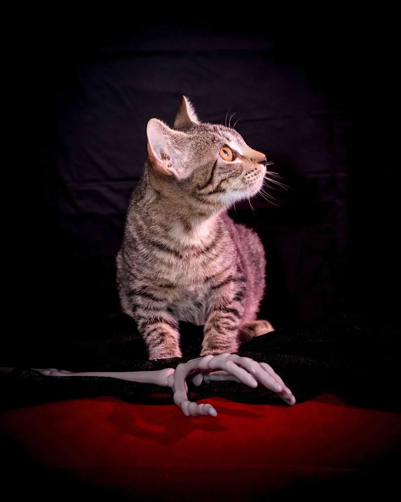 Gidget thumbnail 3