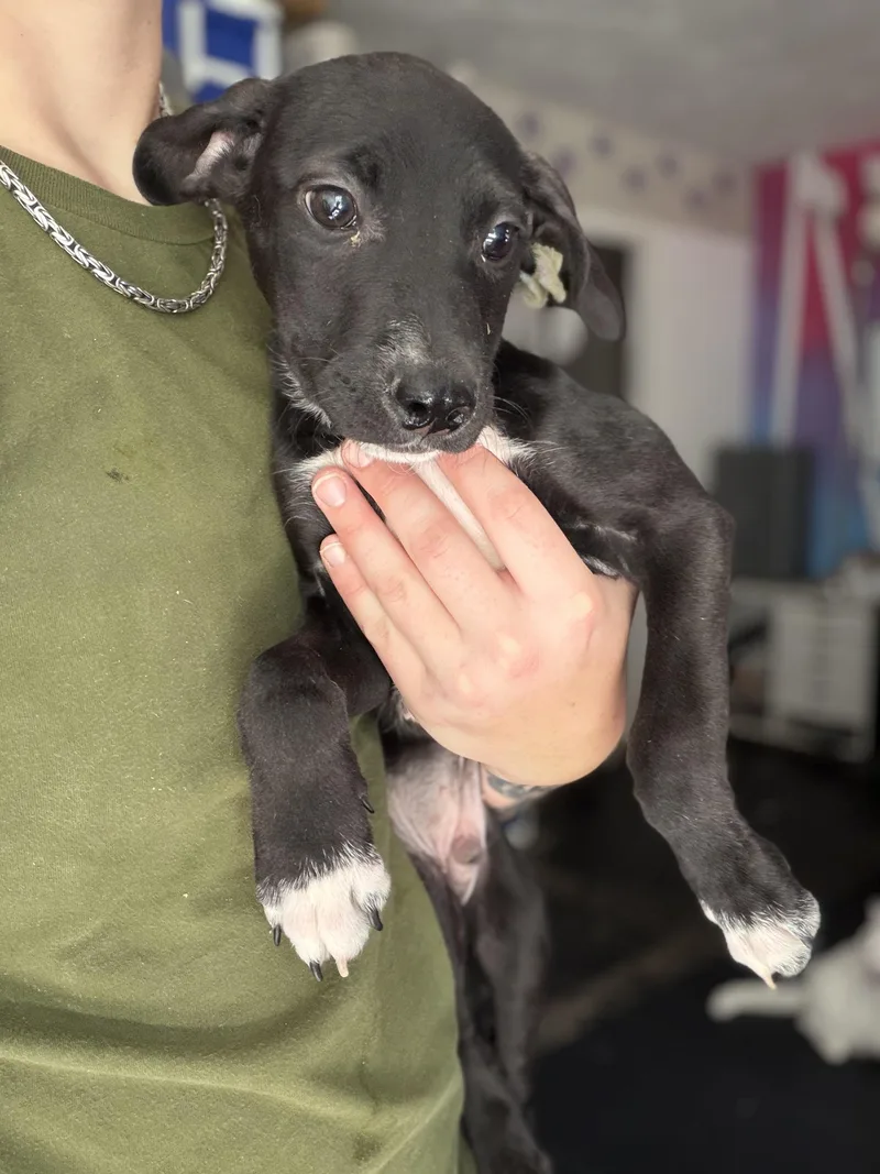 A baby medium-sized male Pit Bull Terrier dog named Parker for adoption in Felton, PA