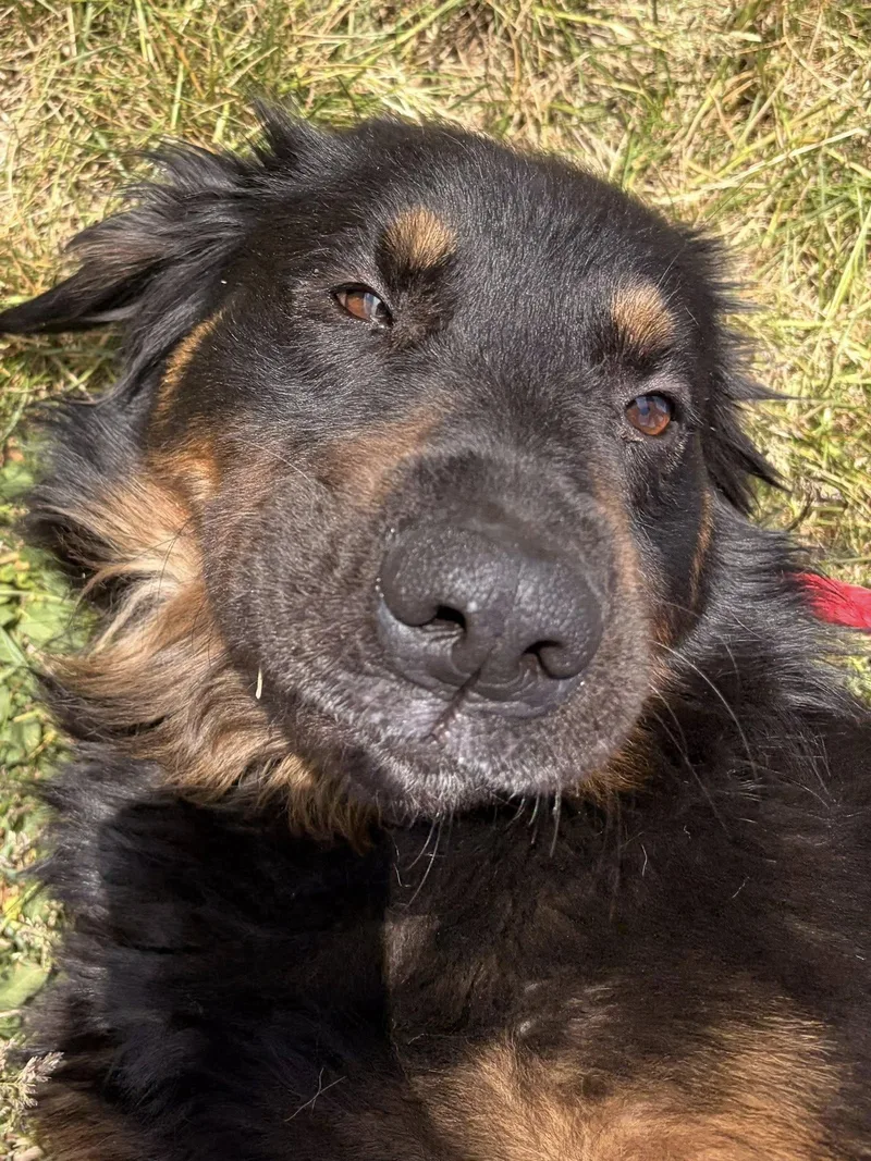 An adult medium-sized male Bicolor Australian Shepherd dog named Russell for adoption in Winchester, VA