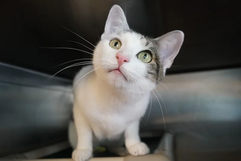 A young medium-sized female White Domestic Short Hair cat named Whimsy for adoption in New Milford, CT
