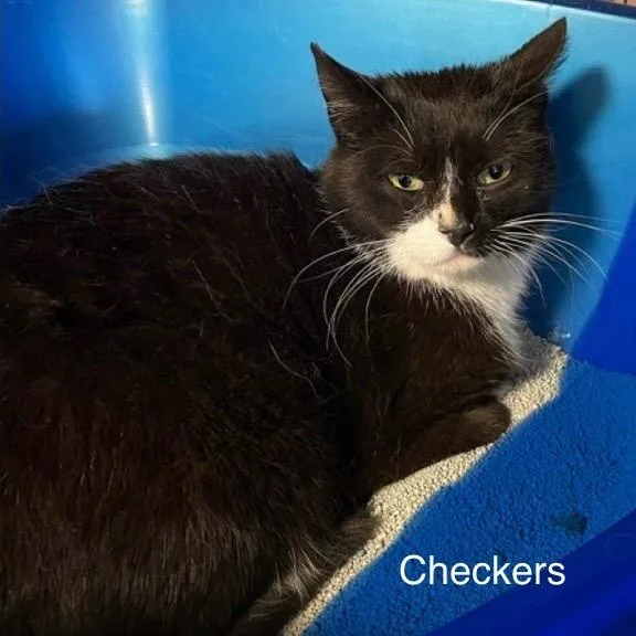Checkers thumbnail 2
