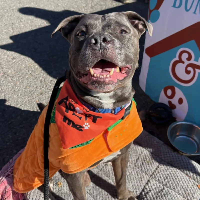 An adult large-sized male Terrier dog named Reuben for adoption in North Syracuse, NY