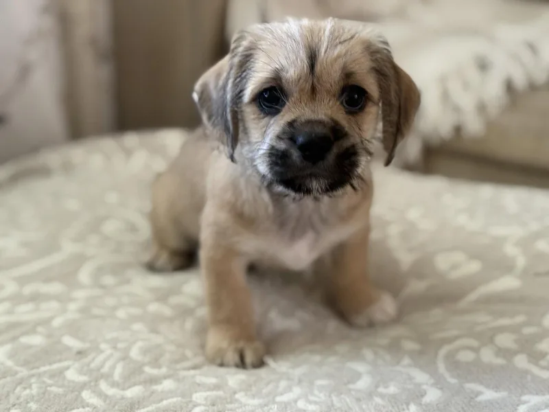 Darla