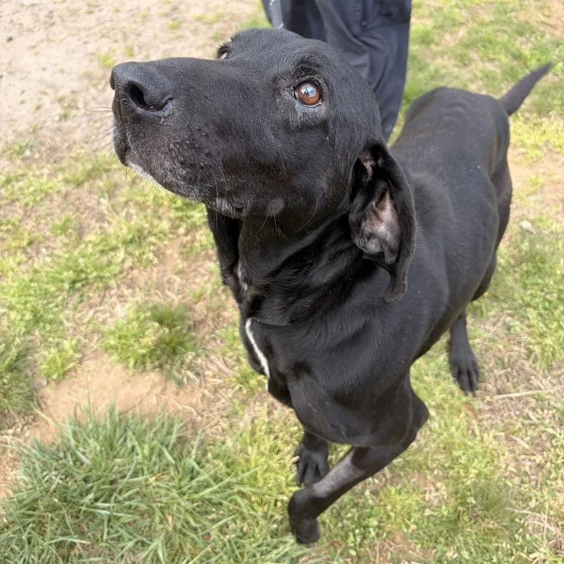 A senior medium-sized male Black Hound dog named Cornbread for adoption in Franklin, NC